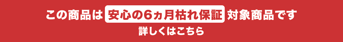 この商品は6ヵ月枯れ保証対象商品です。