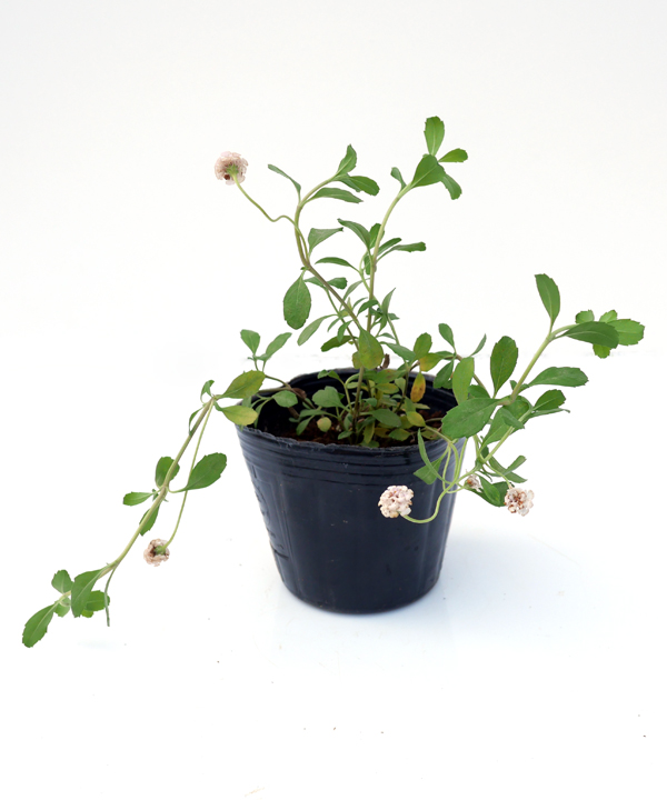 苗の状態:8月撮影