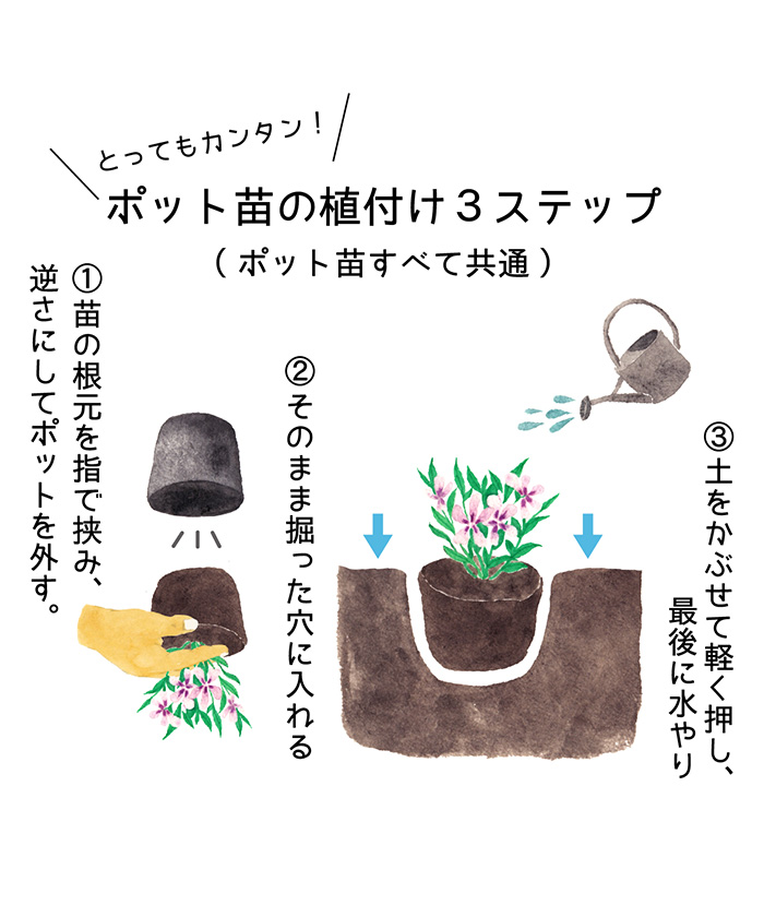 ポット苗の植え付け3ステップ