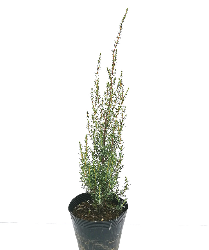 スエシカ　15cmポット　高さ30cm～50cm程度