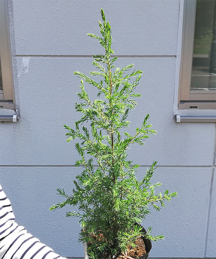 6月撮影