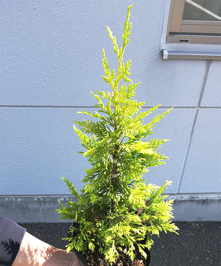 6月撮影