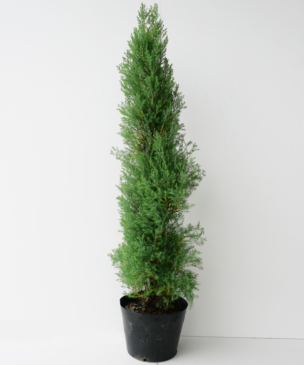 ローズダリス　樹高70cm～1.0m　ポット直径21cm