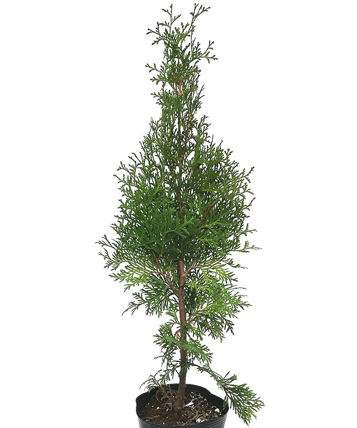 グリーンコーン　15cmポット　高さ30cm～40cm程度