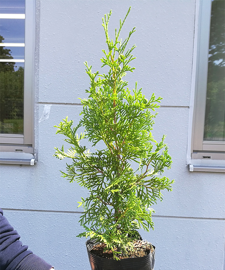 6月撮影