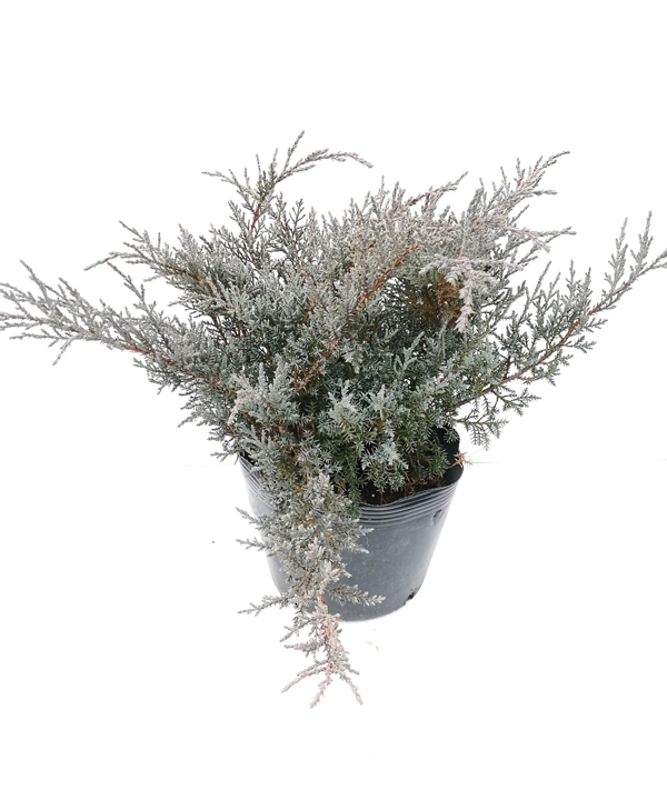 冬の状態:2月撮影