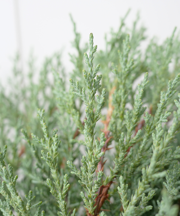 葉の状態:7月撮影