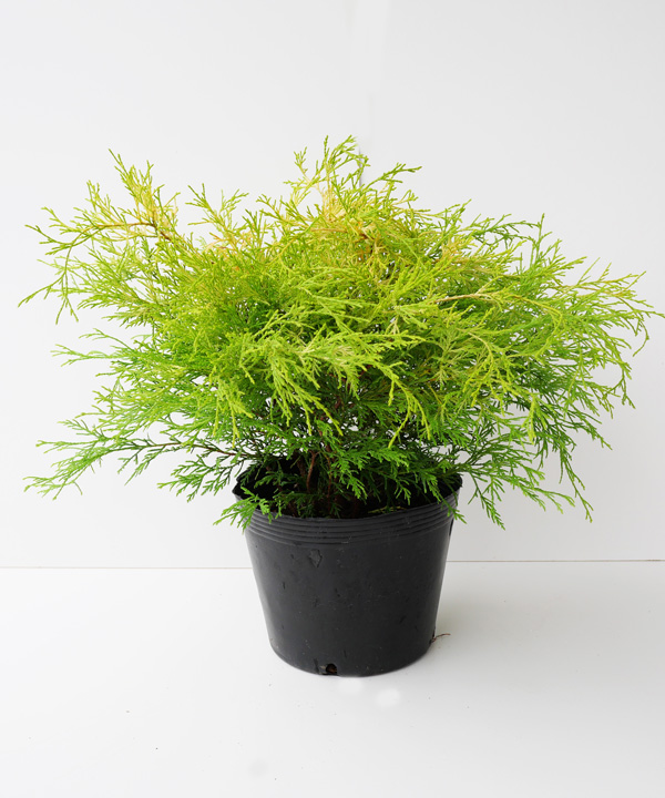 ゴールデンモップ 幅30cm程度 ポット直径21cm