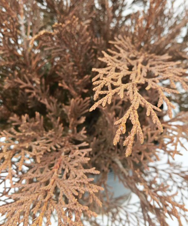 紅葉
