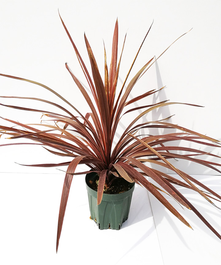 コルジリネ赤葉(銅葉)高さ30cm~50cm程度