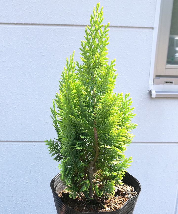 6月撮影