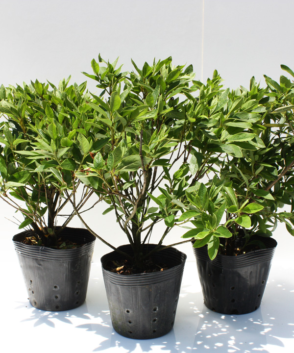 苗の状態(5月撮影)