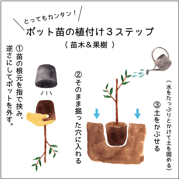 ポット苗の植え付け方
