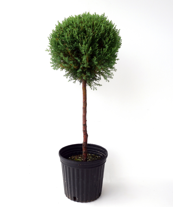 ローズダリス スタンダード仕立て 21cmポット 高さ60cm~70cm程度