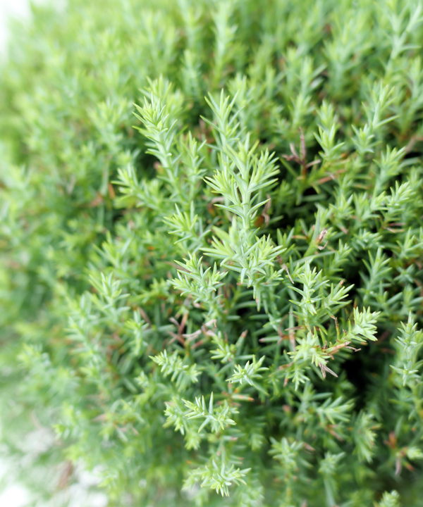 夏の葉 (7月撮影)