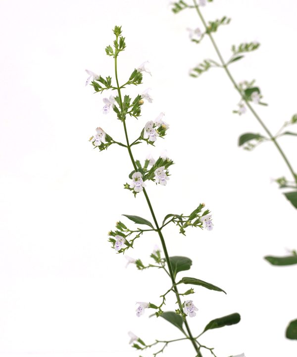 花(8月)