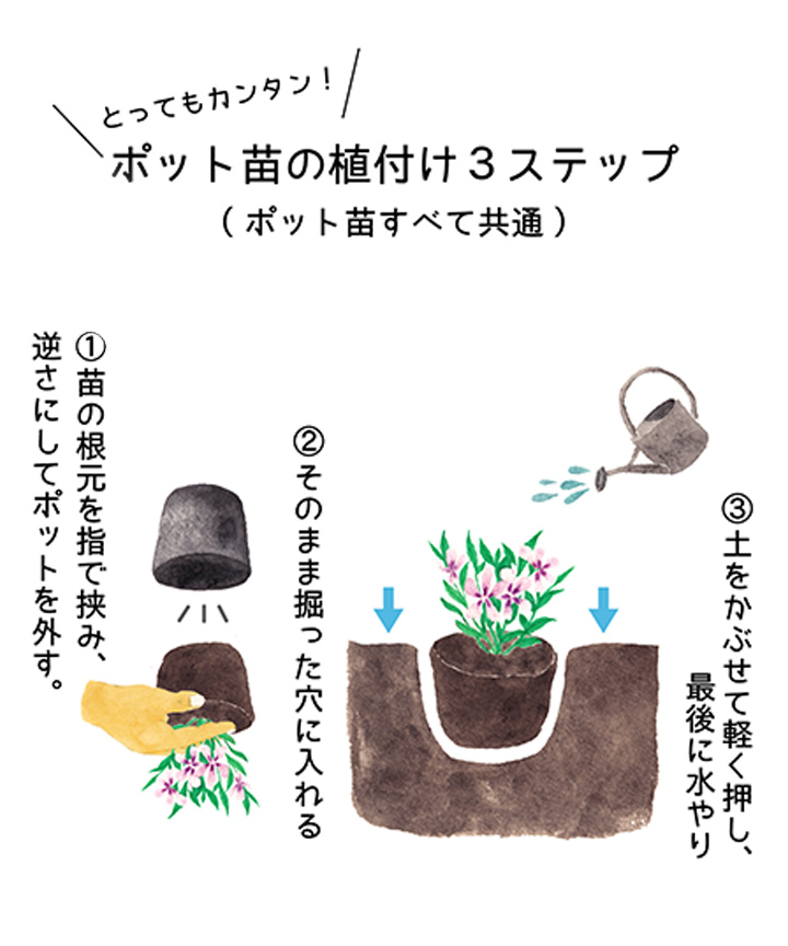 ポット苗の植え付け3ステップ