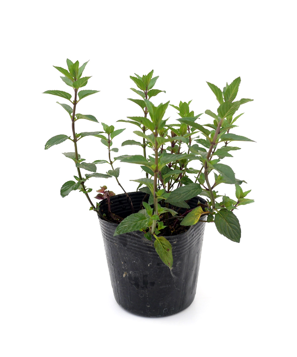 苗の状態:8月撮影