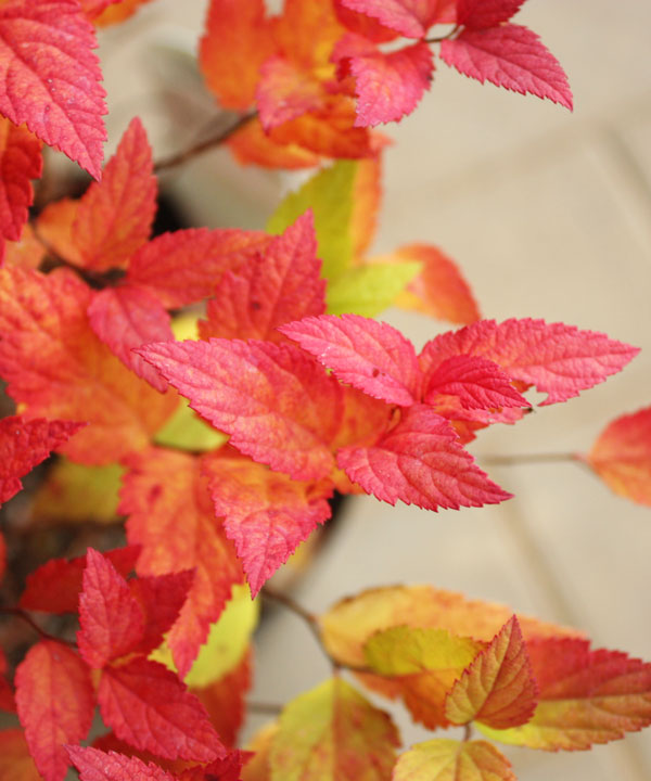紅葉