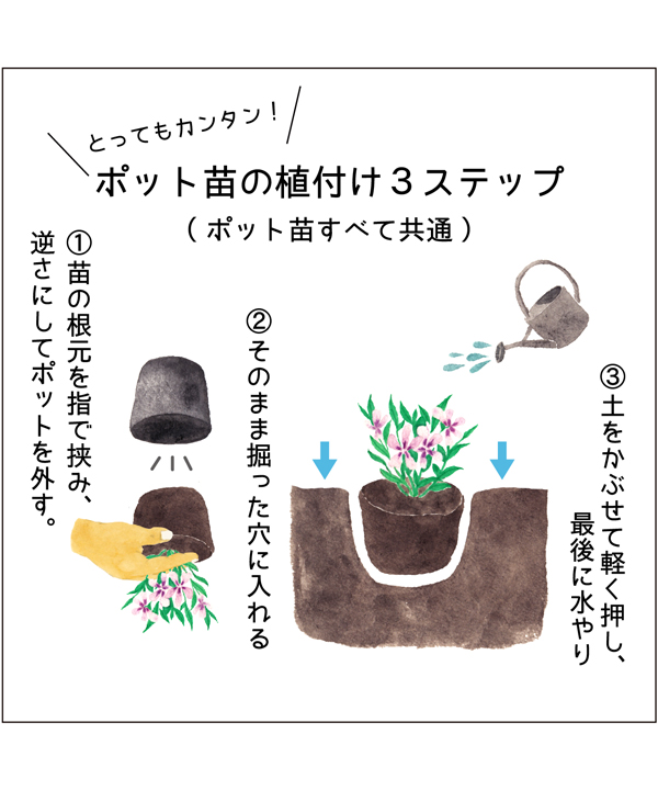 ポット苗の植え付け方