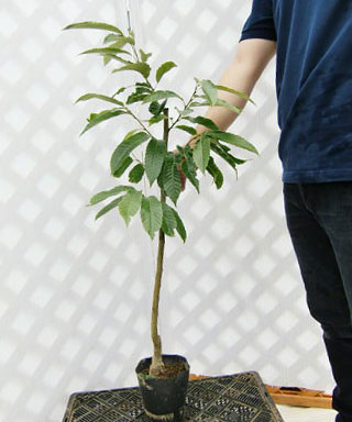 苗木イメージ