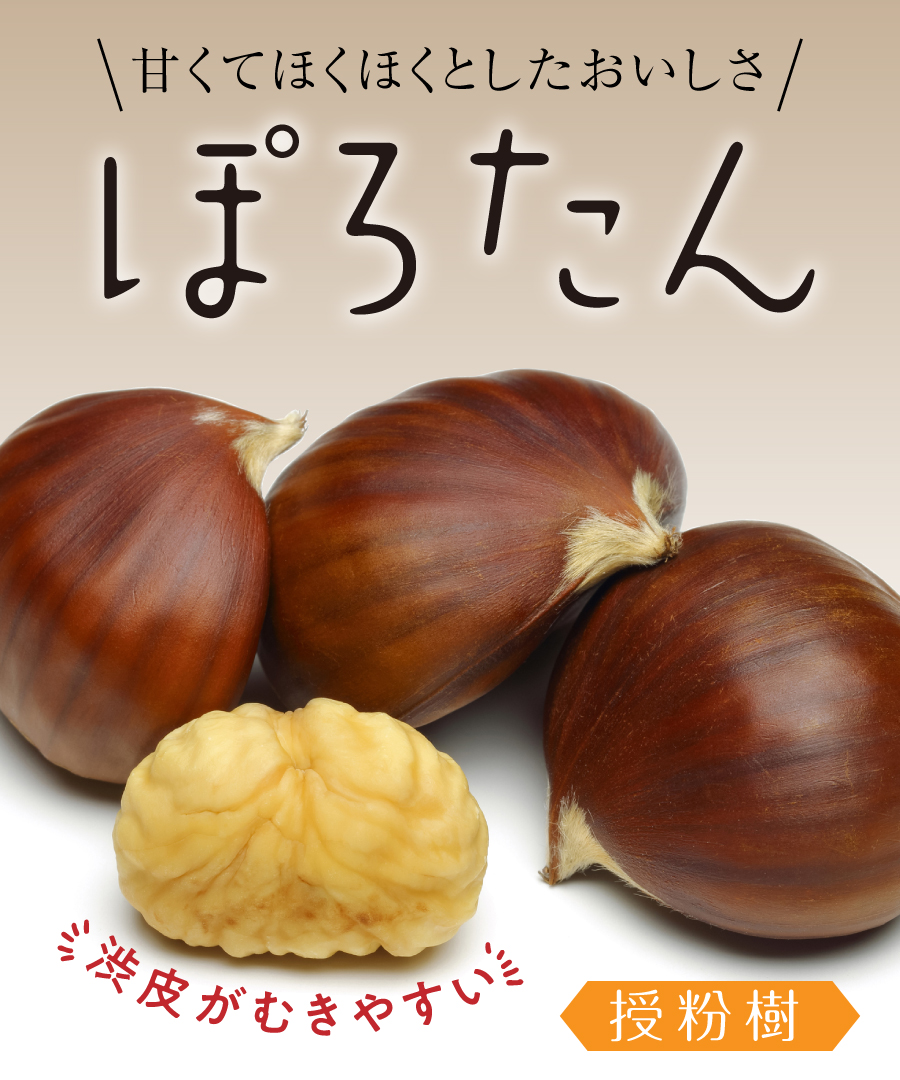 【栗苗木】【2年生苗】ぽろたん  高さ70cm~1.0m