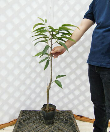 苗木の状態