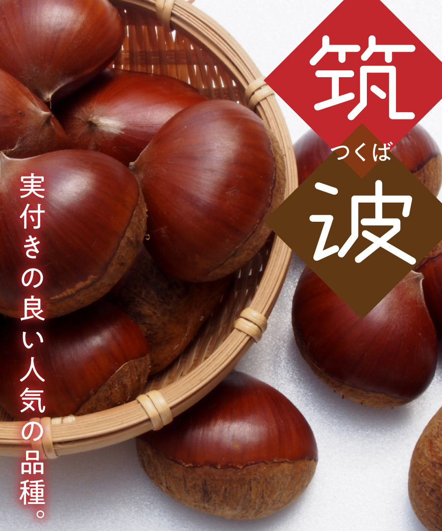 【栗苗木】【2年生苗】筑波（つくば）  高さ70cm～1.0m