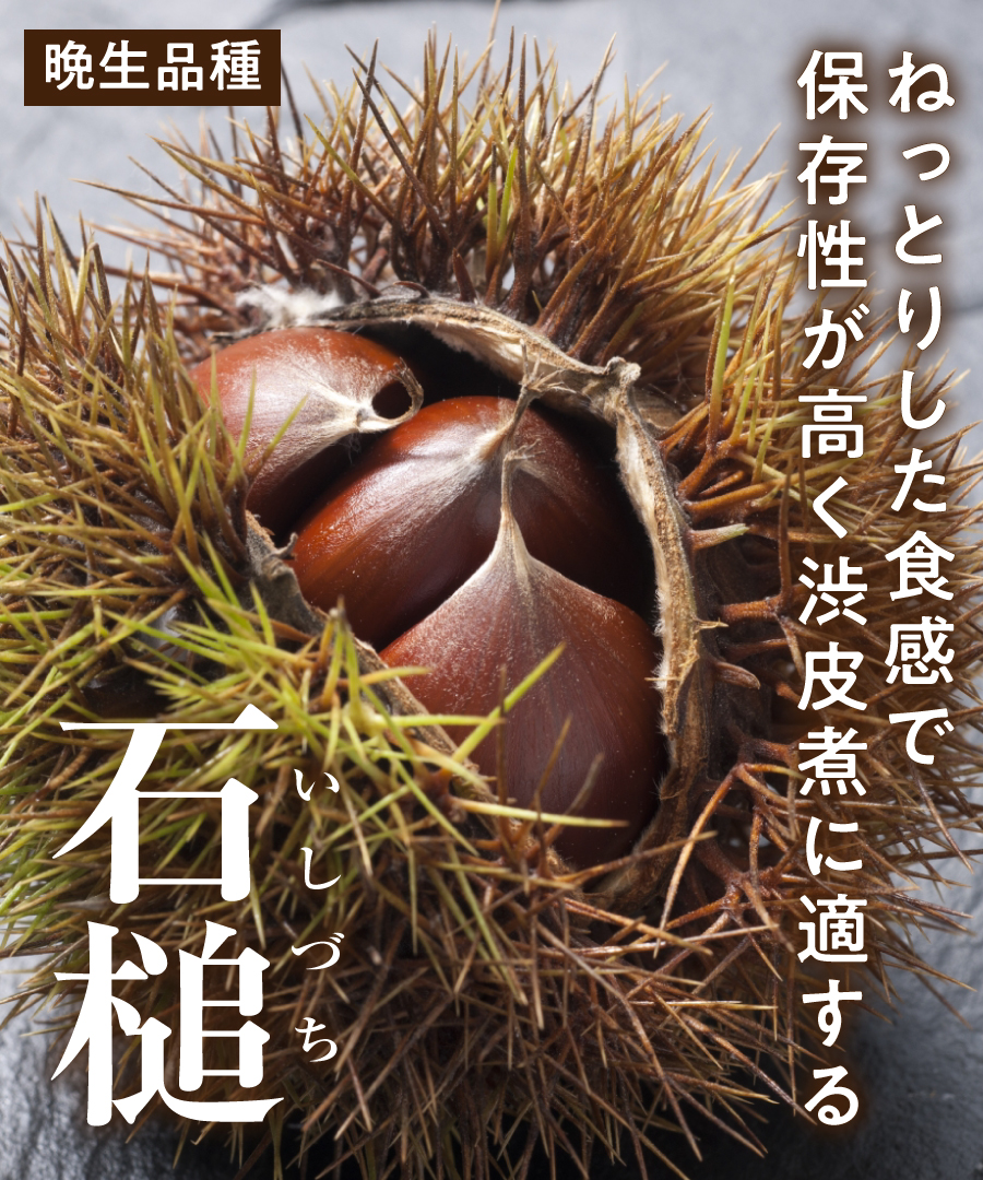 【栗苗木】【 2年生苗】石槌(いしづち) 高さ70cm~1.0m