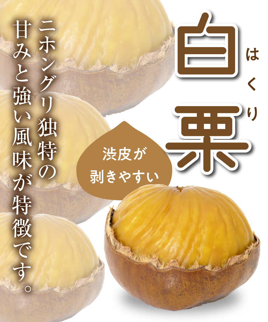 【栗苗木】【2年生苗】白栗(はくり) 高さ70cm~1.0m