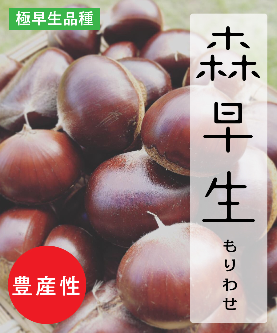 【栗苗木】【2年生苗】森早生(もりわせ)  高さ70cm~1.0m