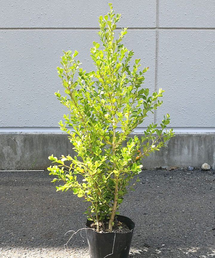 苗木の状態