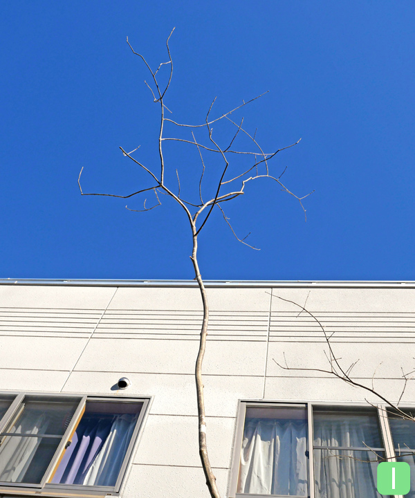 アオダモ I(4.0m) 上部
