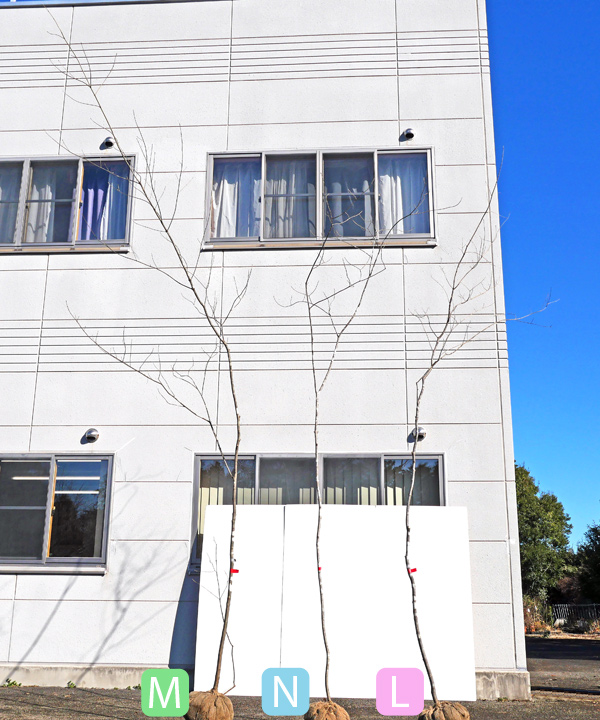 アオダモ 全体の様子