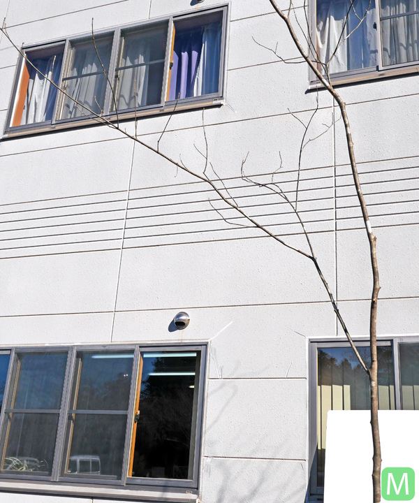 アオダモ M(4.6m) 幹の様子