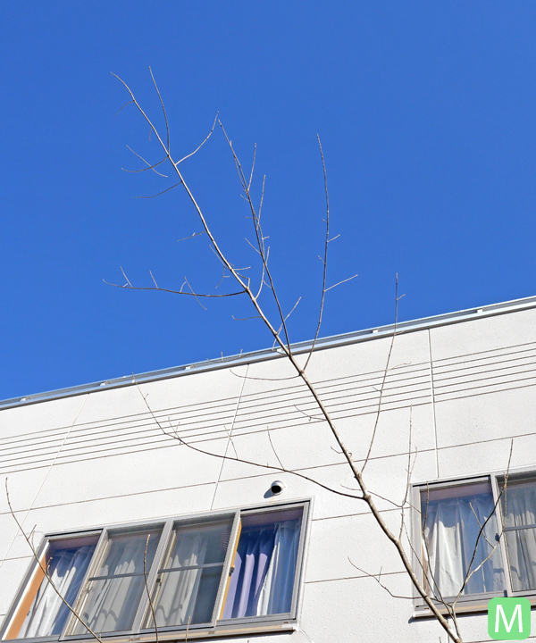 アオダモ M(4.6m) 上部