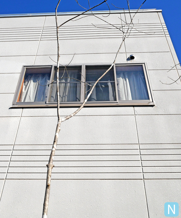 アオダモ N(4.0m) 幹の様子