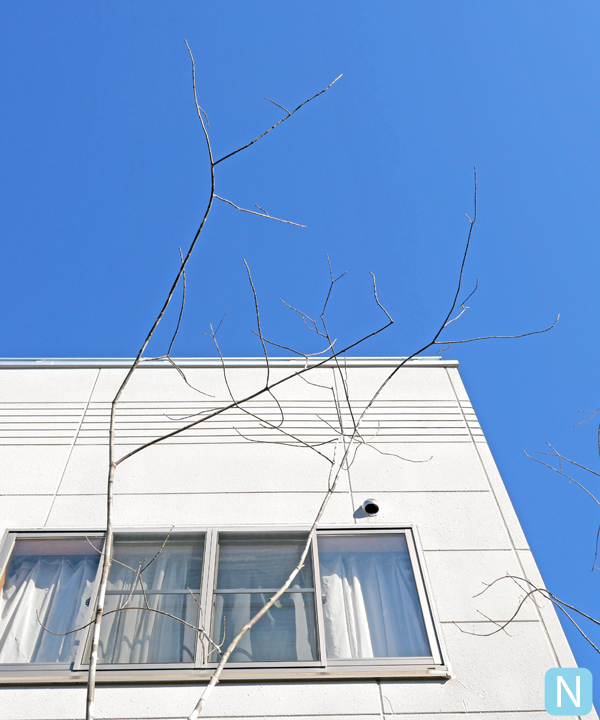 アオダモ N(4.0m) 上部