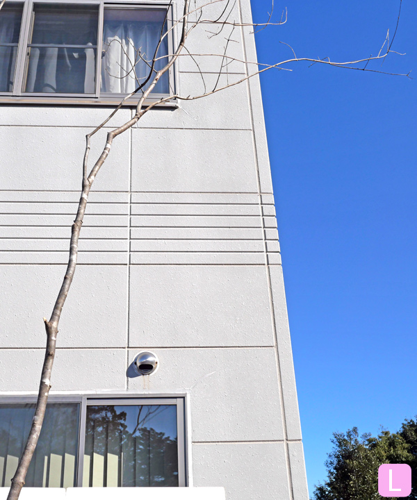 アオダモ L(4.0m) 幹の様子