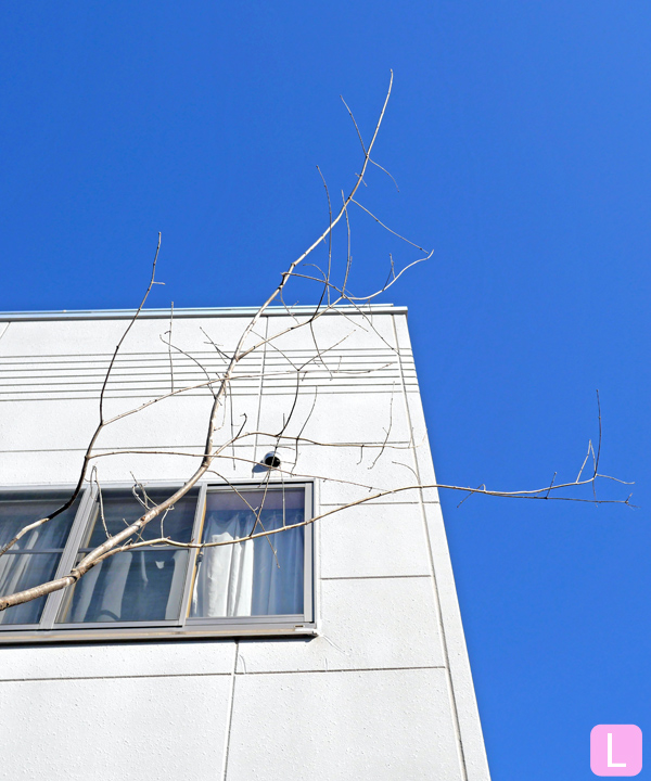 アオダモ L(4.0m) 上部