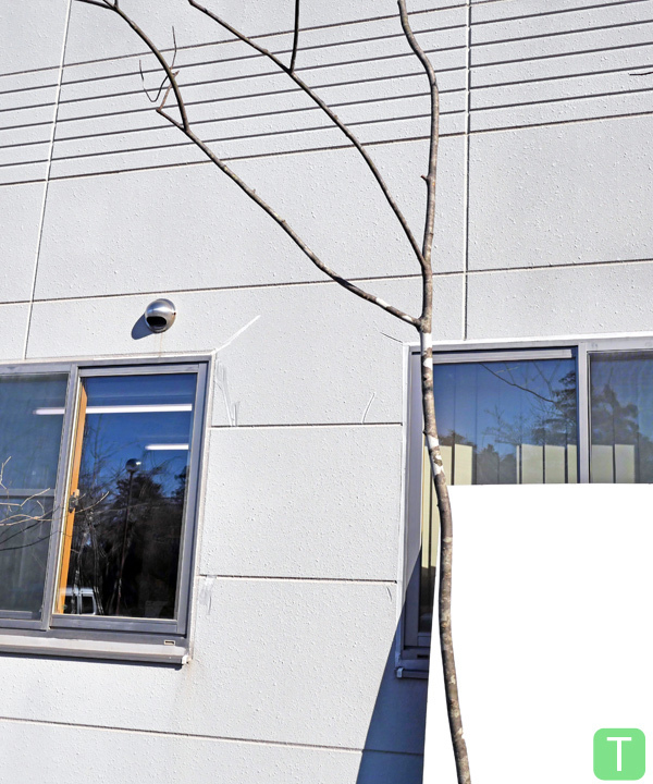 アオダモ T(3.1m) 幹の様子