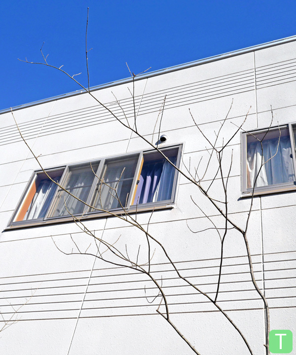 アオダモ T(3.1m) 上部