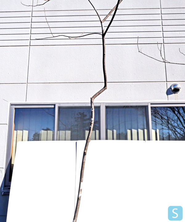 アオダモ S(3.0m) 幹の様子