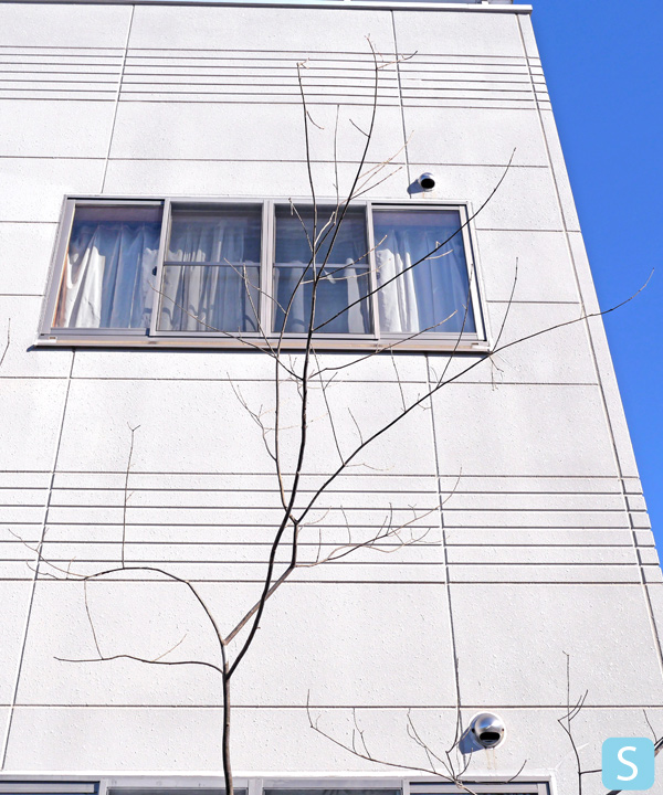 アオダモ S(3.0m) 上部