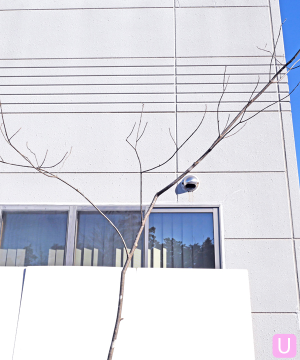 アオダモ U(2.5m) 幹の様子