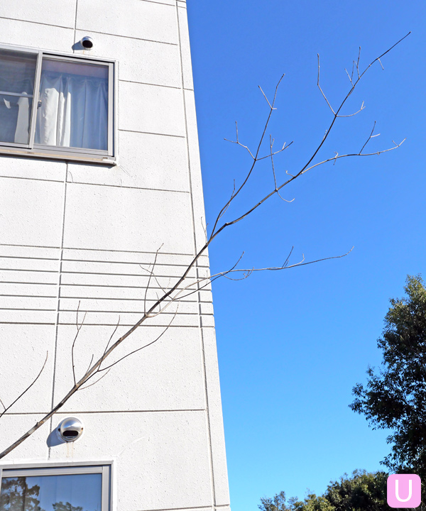 アオダモ U(2.5m) 上部