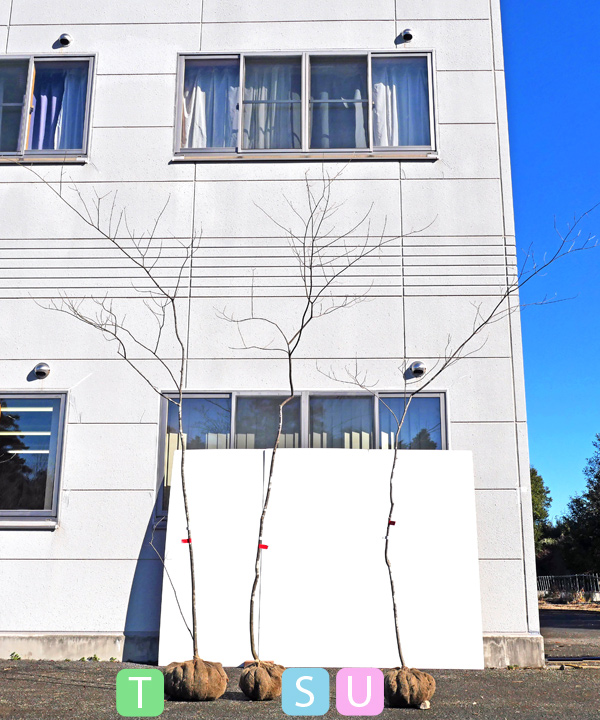 アオダモ 全体の様子