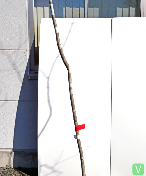 アオダモ V(3.2m) 幹の様子