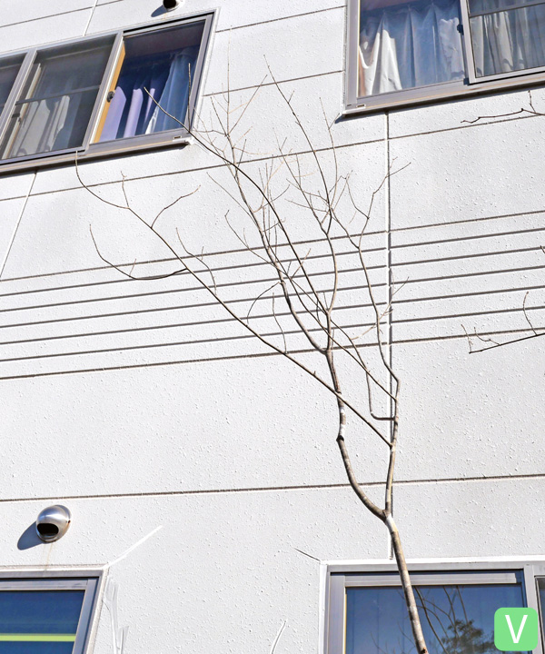 アオダモ V(3.2m) 上部