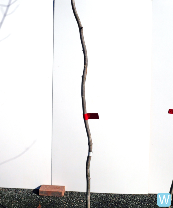 アオダモ W(2.7m) 株元